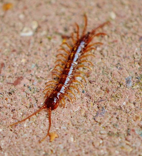 centipede-975248_1280