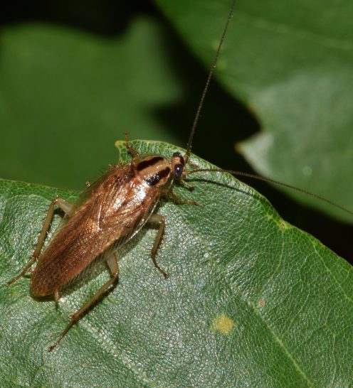 cockroach-1572632_1280