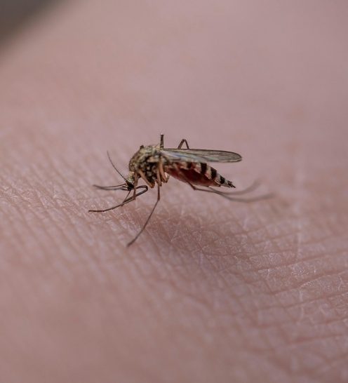 mosquito-6396370_1280