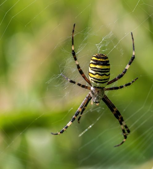 spider-4458469_1280